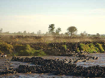 Sayari Camp: Great Migration