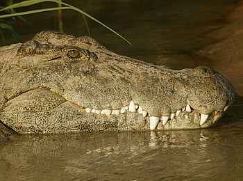 Serra Cafema: Krokodil