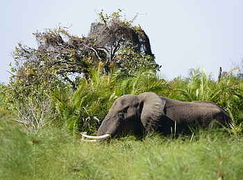 Setari Camp: Elefant