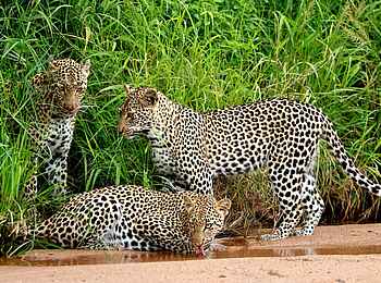 Simbavati Camp George: Eine Leoparden Familie Simbavati Camp George: Eine Leoparden Familie