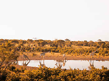 Skybeds: Giraffen beim Trinken Skybeds: Giraffen beim Trinken