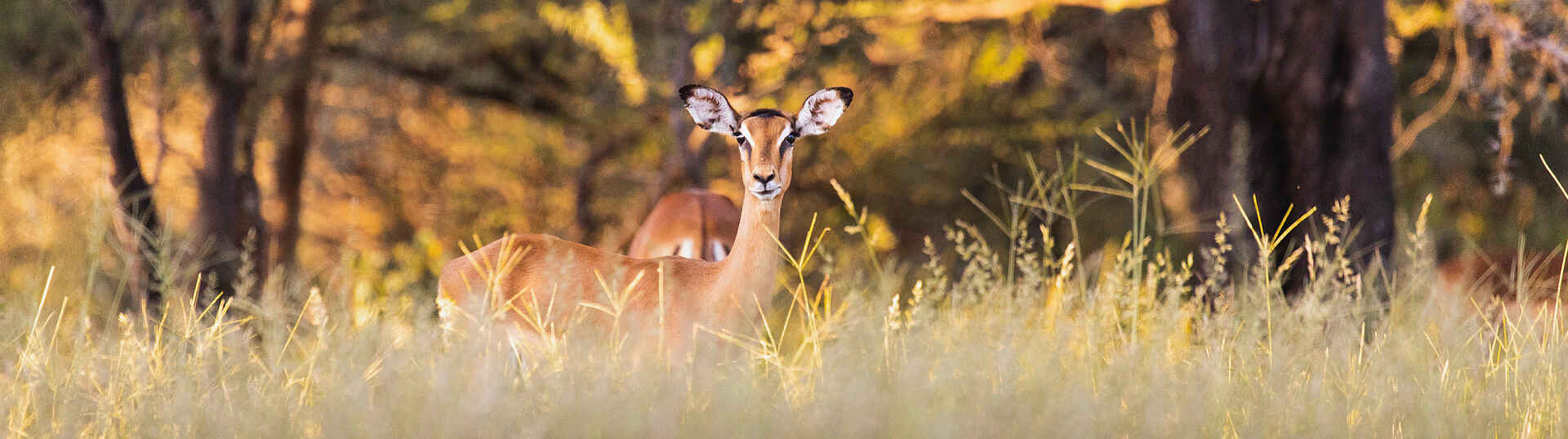 Thamo Telele: Impala in der Graslandschaft