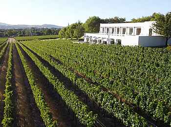 The Lanzerac: Im Weinberg The Lanzerac: Im Weinberg