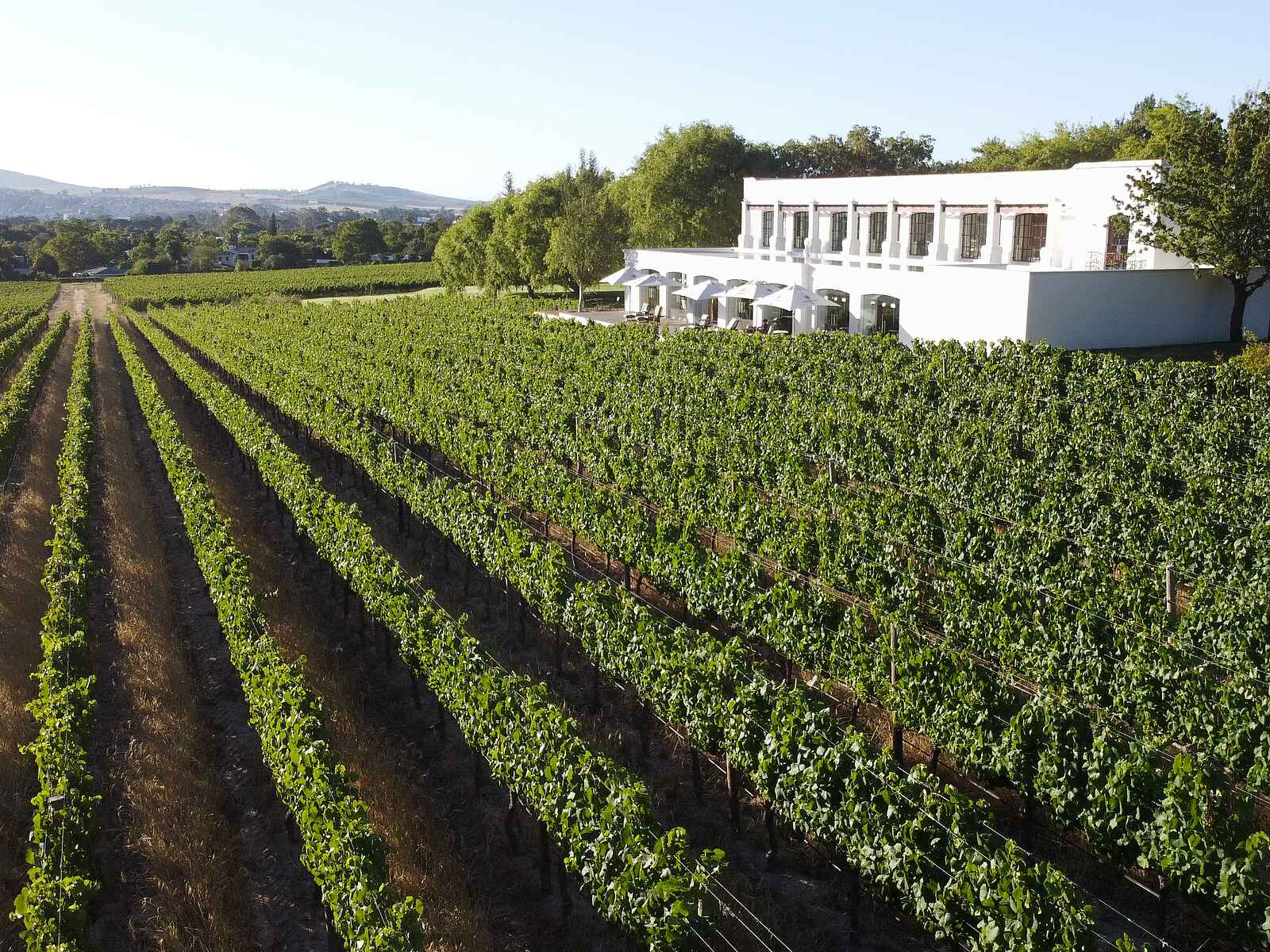 The Lanzerac: Im Weinberg The Lanzerac: Im Weinberg