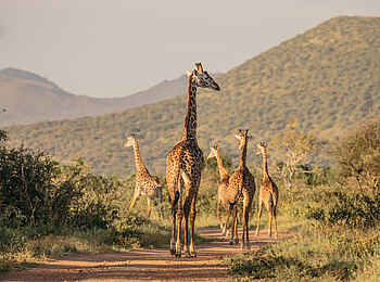 Ulusaba Rock Lodge: Giraffen