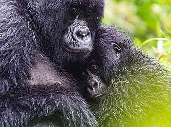 Wilderness Sabyinyo: Ein Gorillababy kuschelt mit seiner Mutter Wilderness Sabyinyo: Ein Gorillababy kuschelt mit seiner Mutter