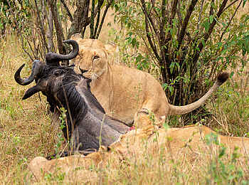 Entim Masai Mara: Löwin mit erbeutetem Gnu