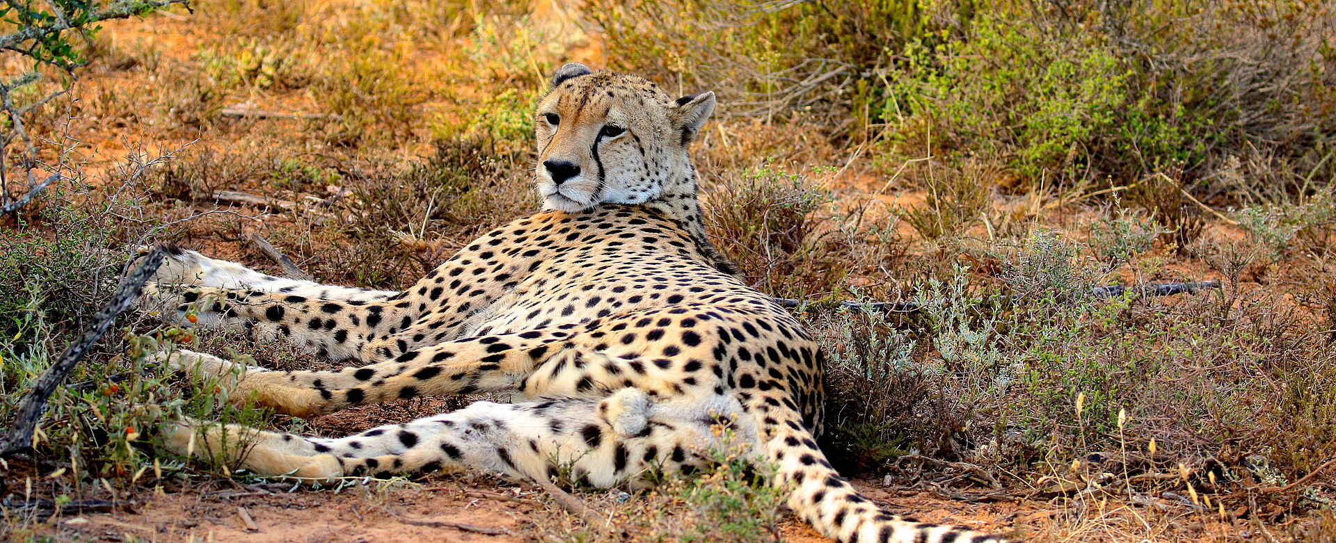 Founders Lodge by Mantis: Ruhender Gepard