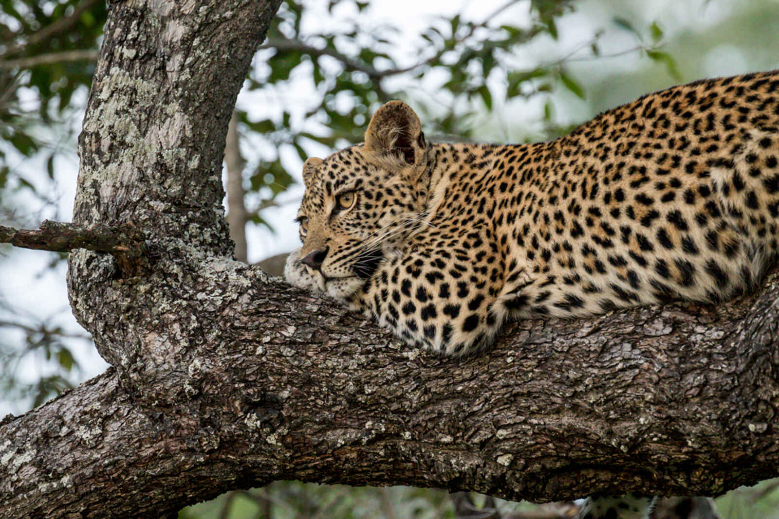 Jacis Sabi House: Die Sache ruhig angehen Jacis Sabi House: Die Sache ruhig angehen