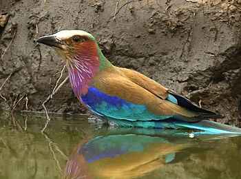 Kavinga Safari Camp: Lilac Breasted Roller Kavinga Safari Camp: Lilac Breasted Roller