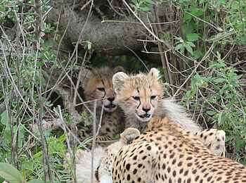 Legendary Mwiba Lodge: Junge Geparden Legendary Mwiba Lodge: Junge Geparden