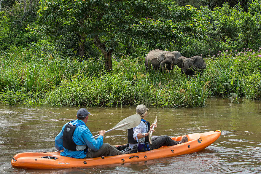 Mboko Camp: Zwei Waldelefanten am Flussufer Mboko Camp: Zwei Waldelefanten am Flussufer