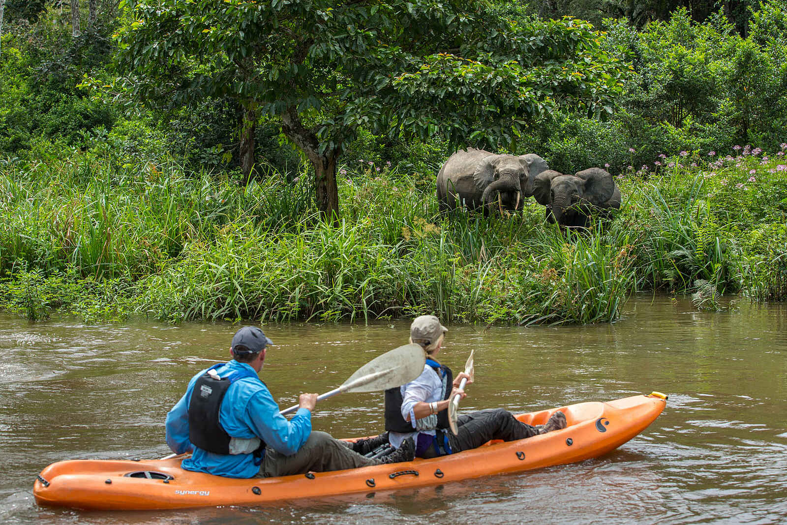 Mboko Camp: Zwei Waldelefanten am Flussufer Mboko Camp: Zwei Waldelefanten am Flussufer