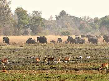 Ntemwa Busanga Bushcamp: Elefantenherde in einer Lagune