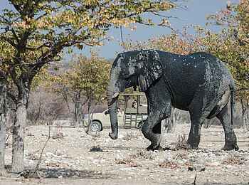 Safarihoek Lodge: Elefant Safarihoek Lodge: Elefant