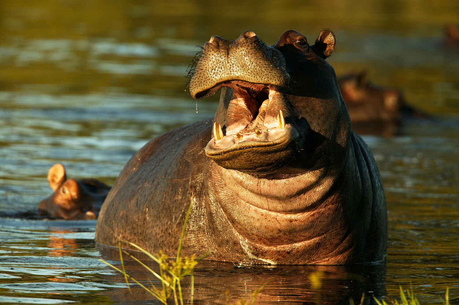 Selinda Explorers Camp: Nilpferd