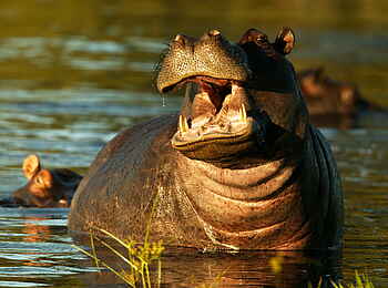 Selinda Explorers Camp: Nilpferd Selinda Explorers Camp: Nilpferd