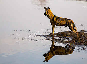 Selinda Explorers Camp: Wildhund am Ufer Selinda Explorers Camp: Wildhund am Ufer