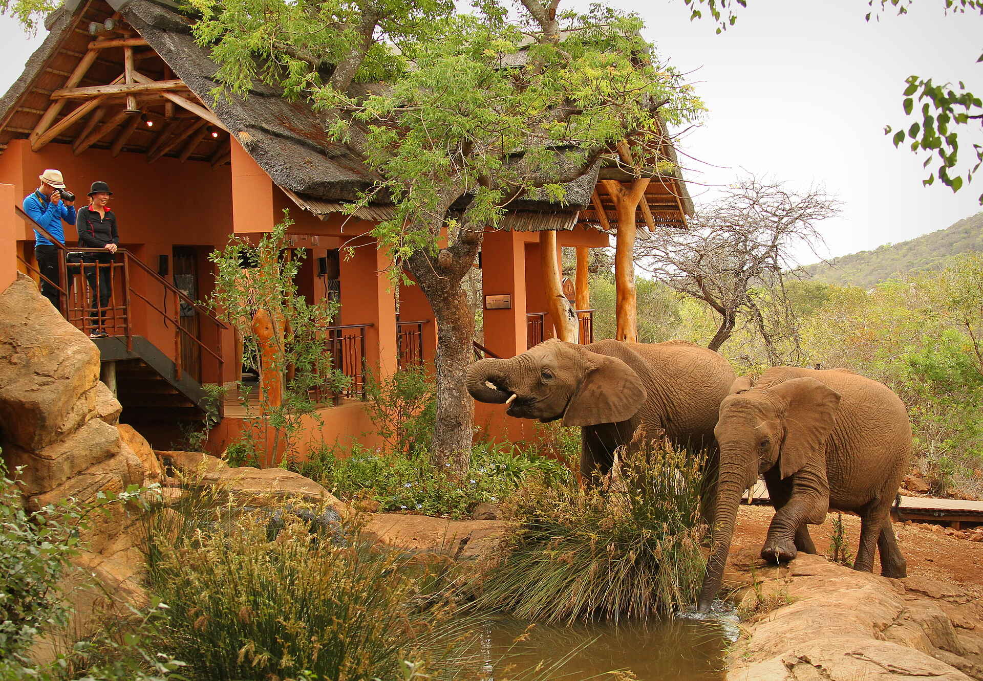 Thanda Safari Lodge: Elefanten direkt am Camp Safari, Südafrika, Thanda, Thanda Safari Lodge