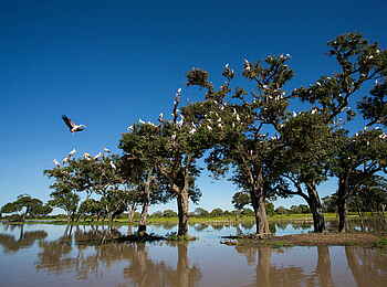 Time + Tide Chinzombo: Nimmersatte Ibisse