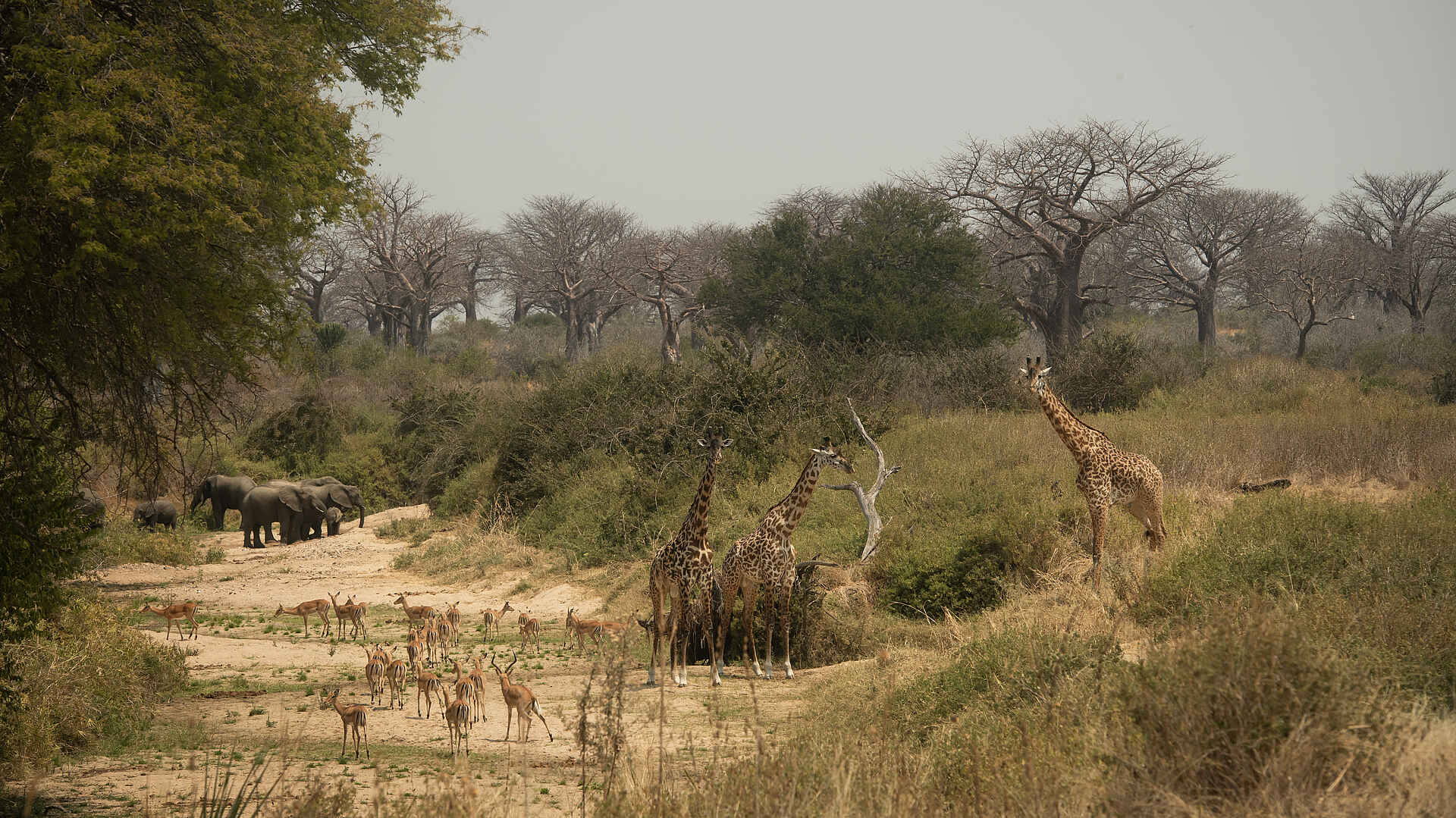 Charlie Ruaha Safari Camp: Elefanten und Giraffen
