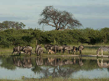 Chitabe Lediba Camp: Gnus