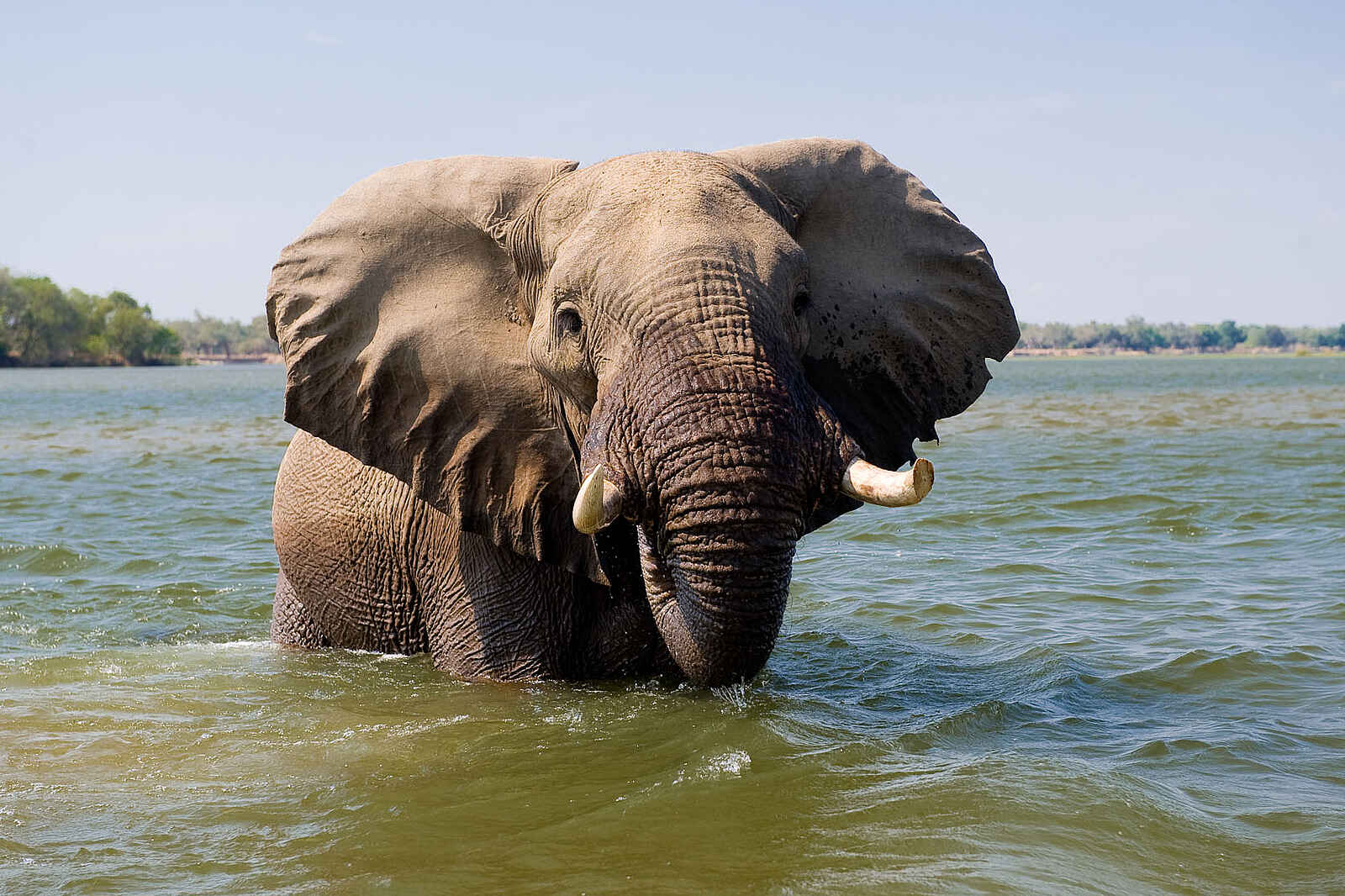 Chongwe River House: Badender Elefant Chongwe River House: Badender Elefant