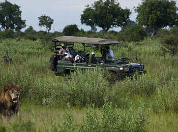 Duba Plains Camp: Löwenmännchen