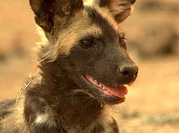 Goliath Tented Camp: Wildhundportrait