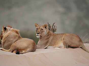 Hoanib Elephant Camp: Löwen in der Wüste Hoanib Elephant Camp: Löwen in der Wüste