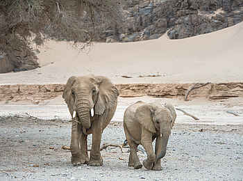 Hoanib Skeleton Coast Camp: Kleiner Elefant mit seiner Mutter Hoanib Skeleton Coast Camp: Kleiner Elefant mit seiner Mutter