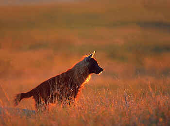 Jack's Camp: Schabrackenhyäne