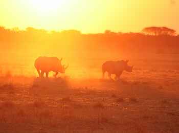 Khama Rhino Sanctuary: Nashörner im Sonnenuntergang Khama Rhino Sanctuary: Nashörner im Sonnenuntergang