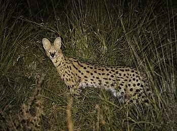 Kings Pool Camp: Serval