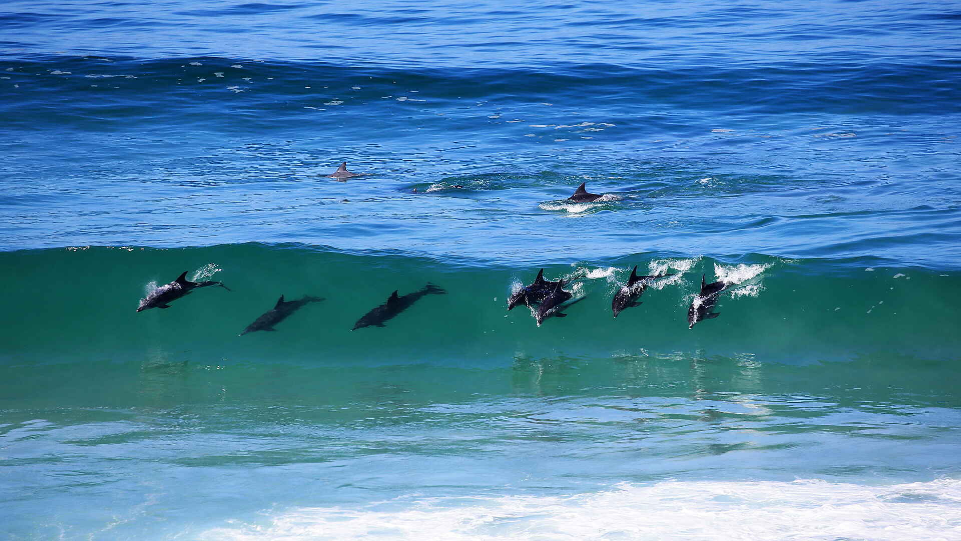 Lekkerwater Beach Lodge: Delfine