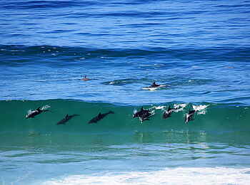 Lekkerwater Beach Lodge: Delfine Lekkerwater Beach Lodge: Delfine