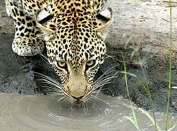 Leopard Lodge: Trinkender Leopard