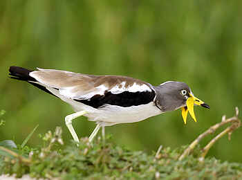 Leopard Lodge: Wattled Plover
