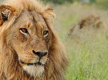 Motswari Game Lodge: Löwe