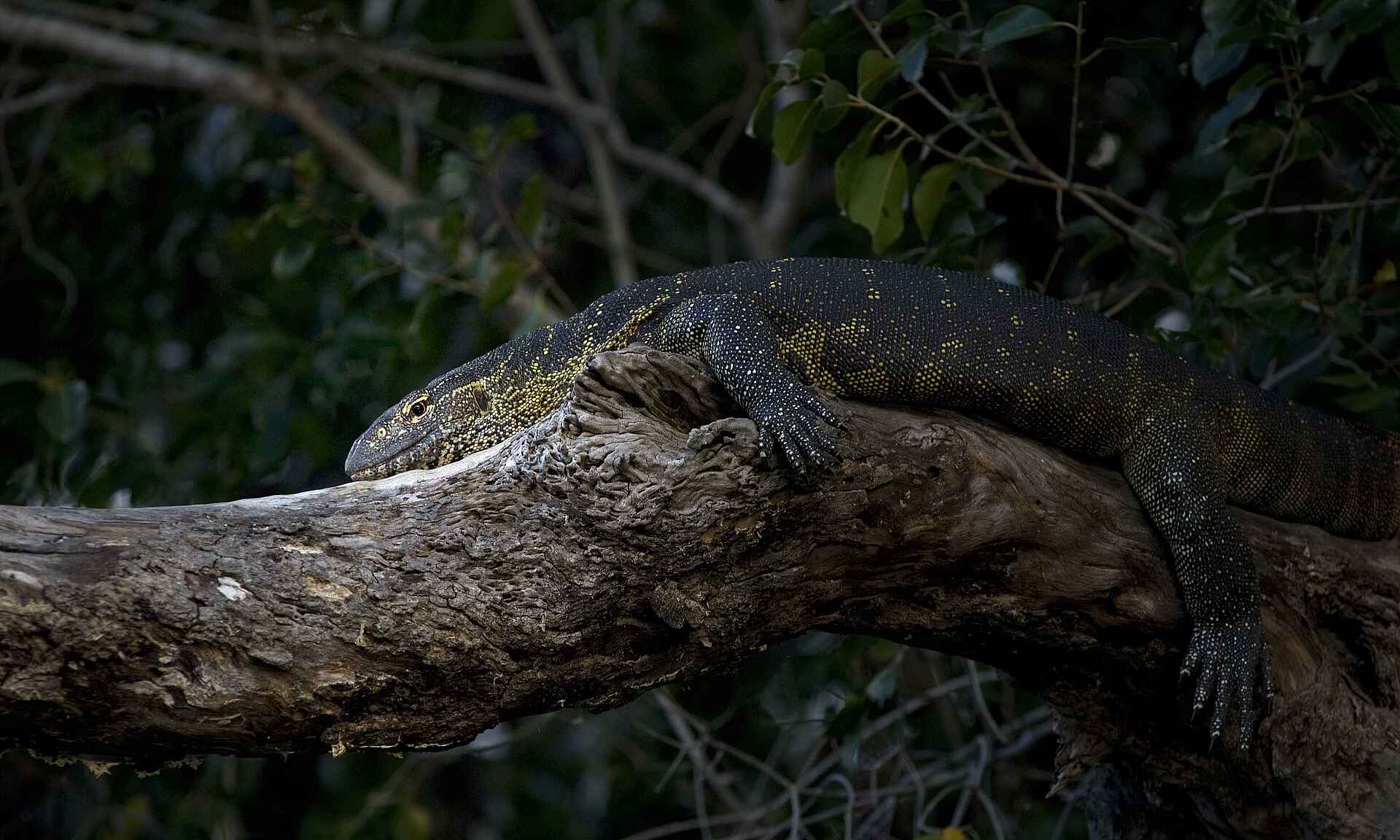 Musekese Camp: Nilwaran Musekese Camp, Jeffery & McKeith Safaris, Phil Jeffery, Tyrone McKeith, Beobachtungsunterstand, Bird Watching, Busanga Plains, Chibemba Saltpan, Kafue National Park, Kafue River, Lufupa Airstrip, Monitor Lizard, Nil-Waran, Varanus niloticus, Vogelbeobachtung, Afrikarma, Afrikarma Safaris, Afrikarma.de