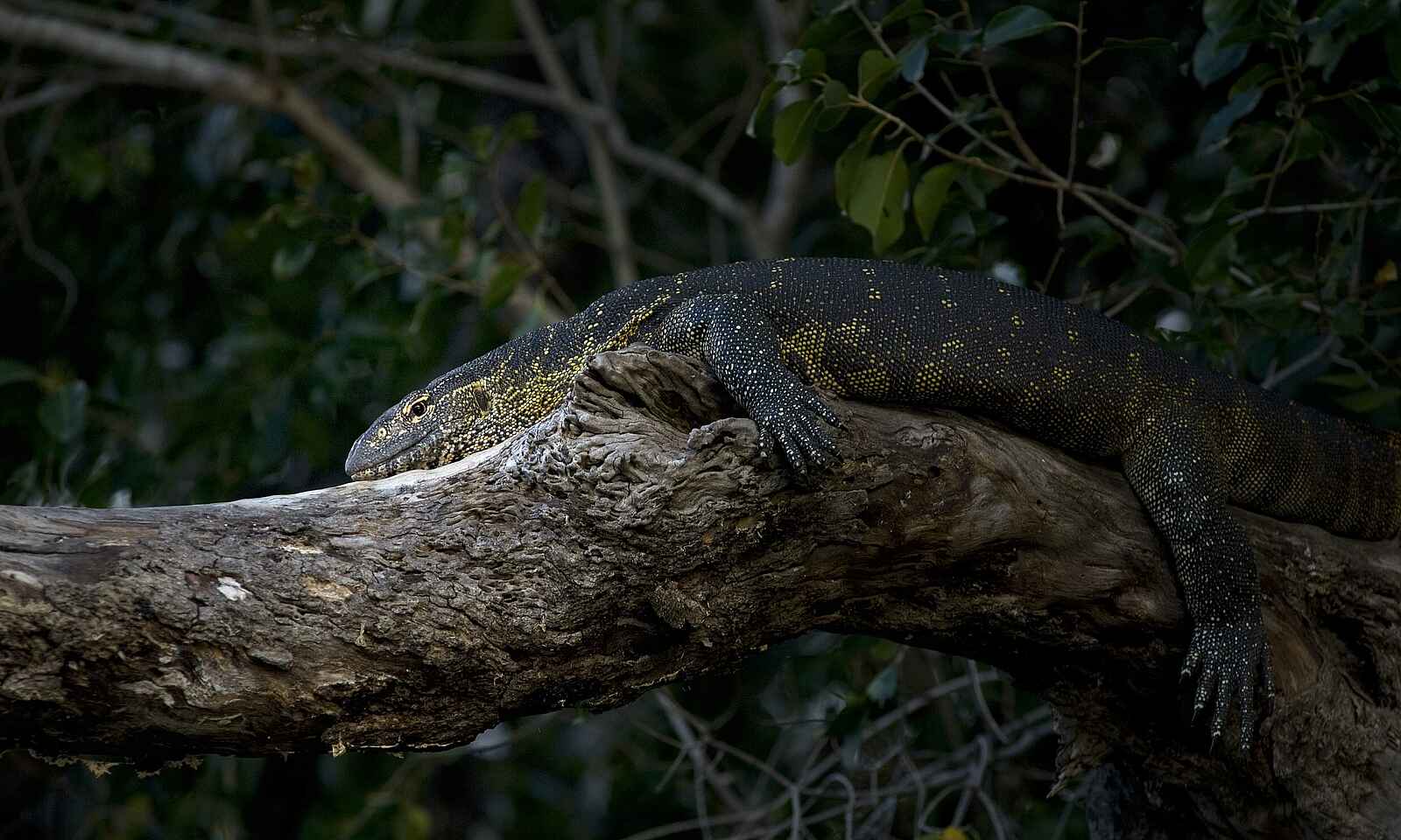 Musekese Camp: Nilwaran Musekese Camp: Nilwaran