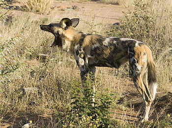 Okonjima Plains Camp: Gähnender Wildhund Okonjima Plains Camp: Gähnender Wildhund
