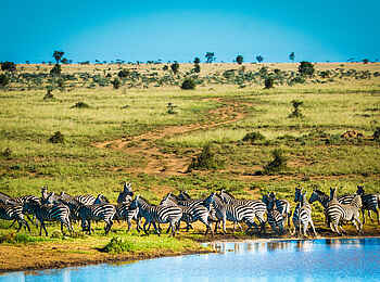 Ol Donyo Lodge: Zebras am Wasser Ol Donyo Lodge: Zebras am Wasser