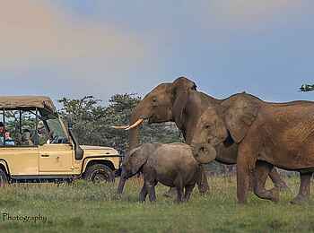 Porini Rhino Camp: Game Drive