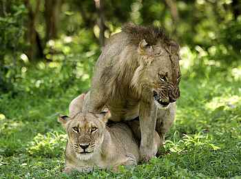 Robin Pope River Journeys: Löwenpärchen