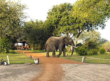 Selous Impala Camp: Elefant im Camp