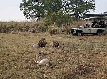 Shumba Camp: Löwen mit Beute Shumba Camp: Löwen mit Beute