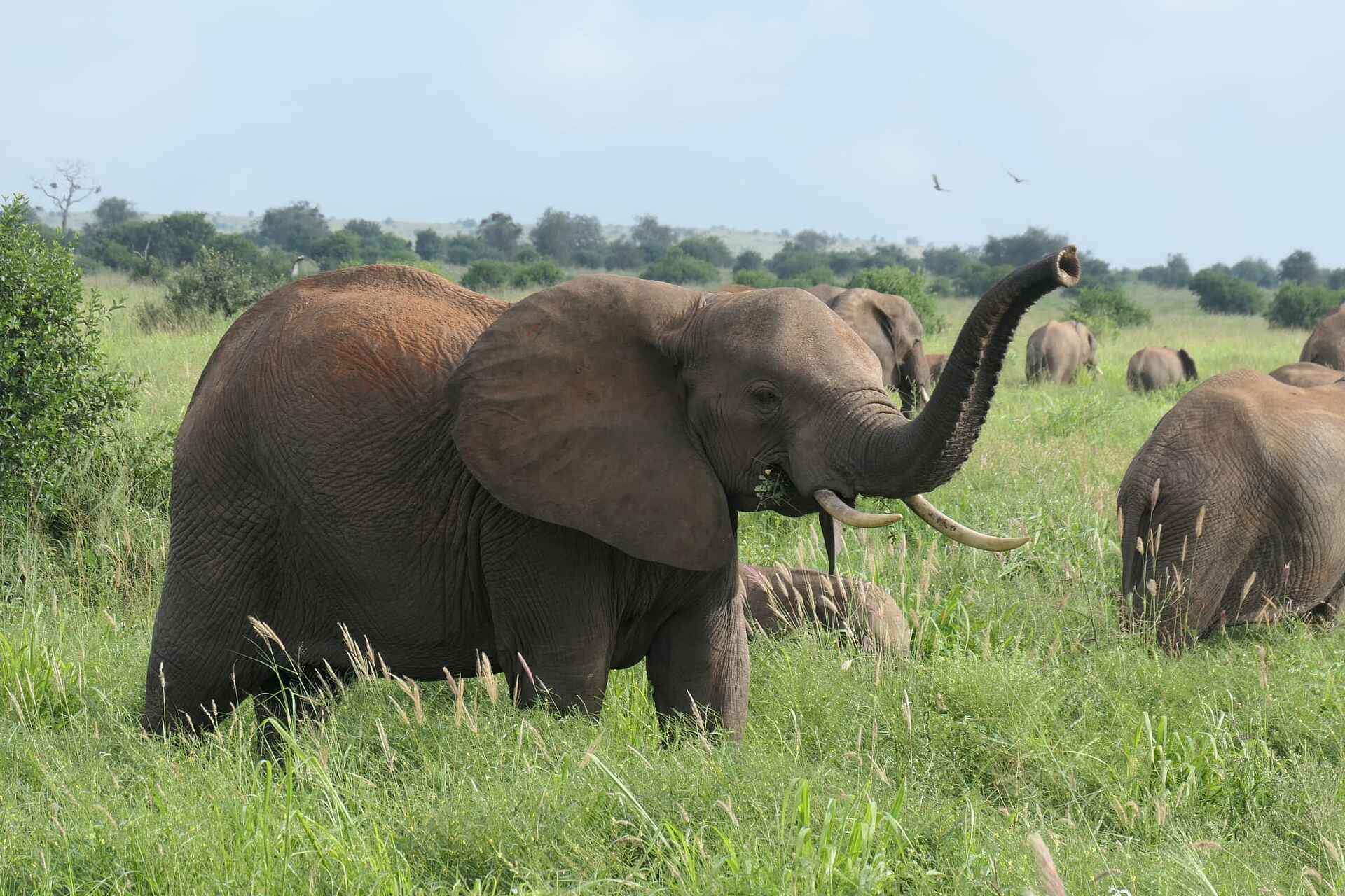 Soroi Cheetah Tented Camp: Elefantenherde im hohen Gras