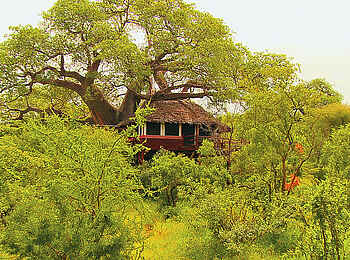 Tarangire Treetops: Baumhaus im Grünen