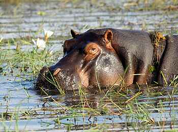 Zambezi Sands Luxury Tented Camp: Nilpferd